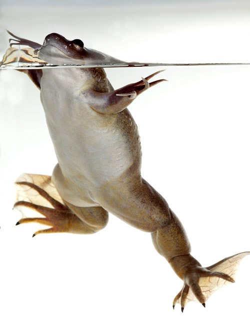rana bollita